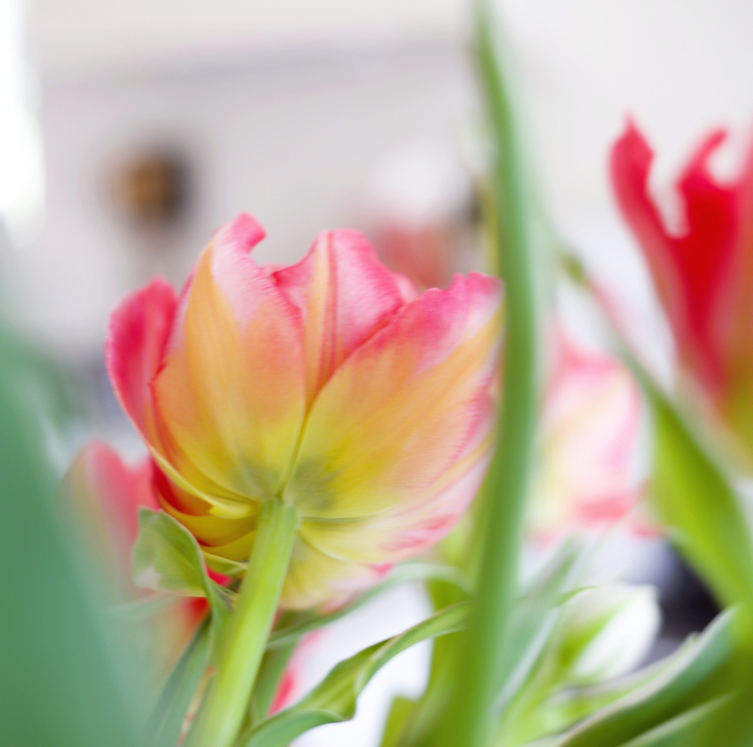 10 Tips For Fresh Cut Tulips