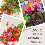 Cutting and Arranging Zinnias In A Vase & My Friend Jana